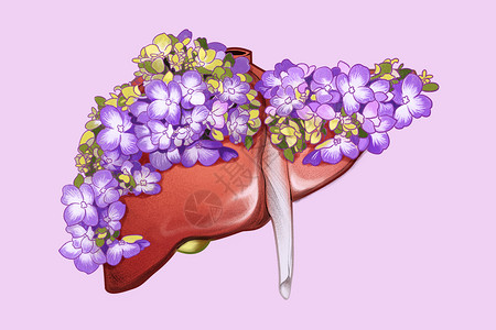 植物解剖器官花卉肝脏插画