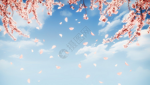 春季樱花背景图片