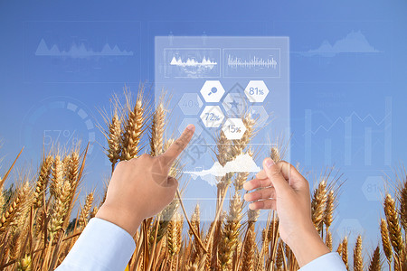 种植水稻科技农业设计图片