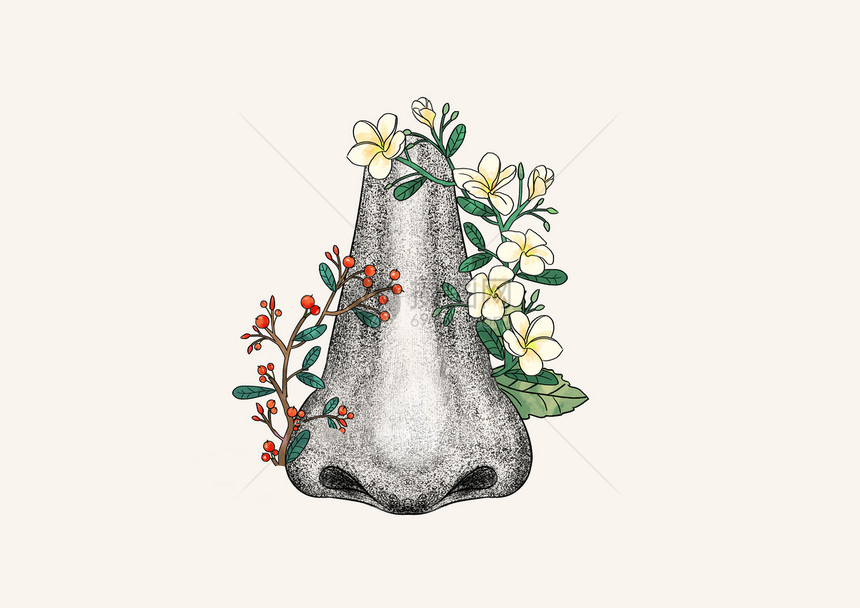 鼻子和花卉器官插画图片