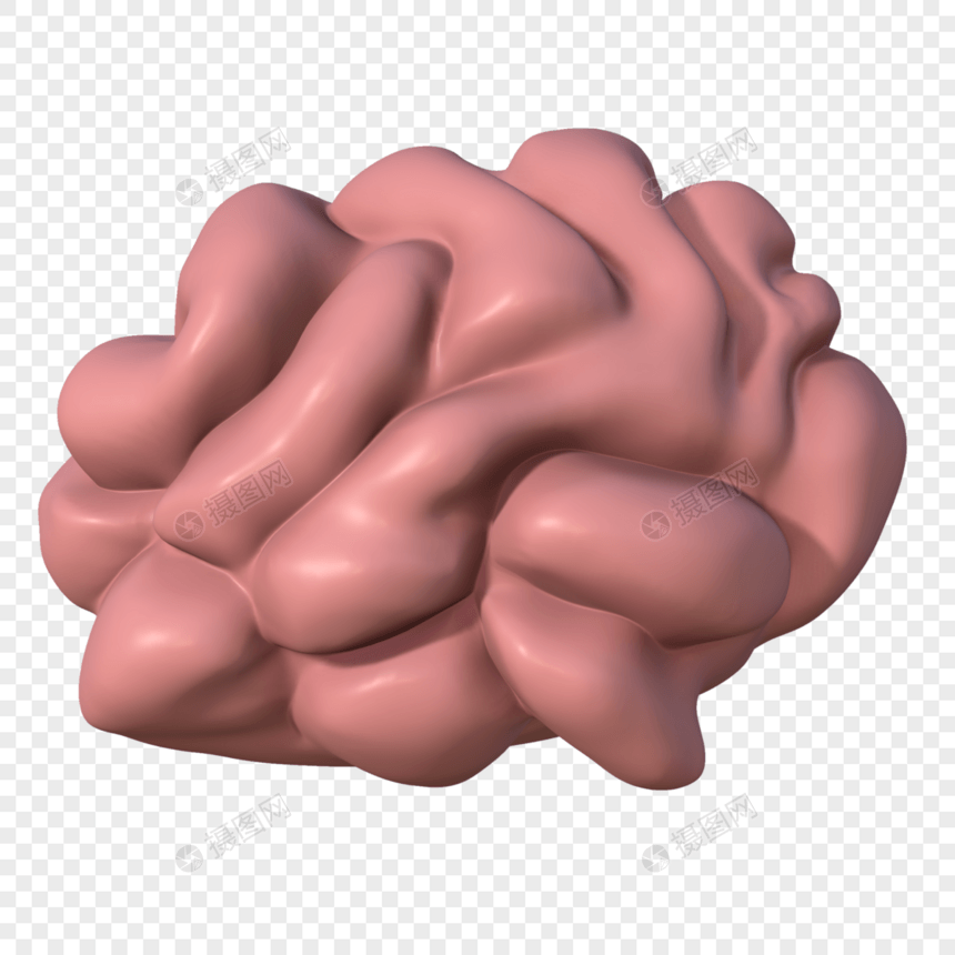大脑器官模型图片