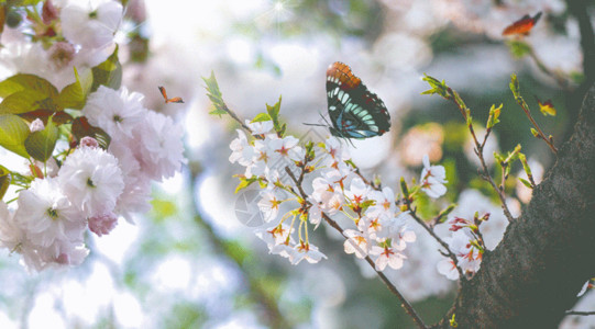 樱花花枝蝴蝶春暖花开gif动图高清图片