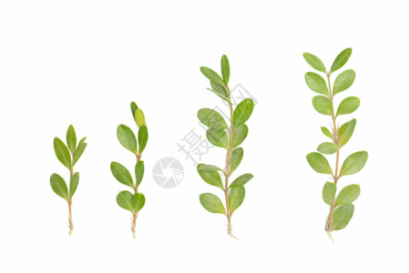 生物多样无土栽培植物嫩芽幼苗gif动图高清图片