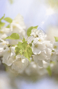 春天白色樱花gif动图图片