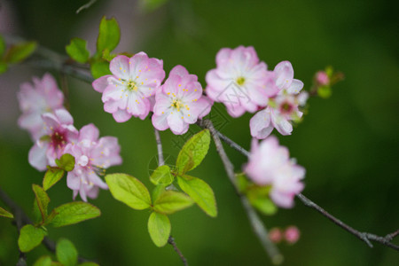 粉红色白色春天的花盛开gif动图高清图片