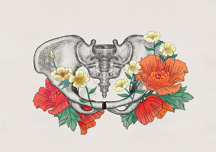 盆骨修复盆骨和花卉器官插画插画