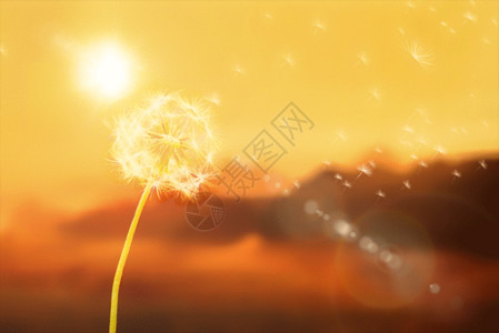 天空黄昏素材阳光下的蒲公英gif动图高清图片