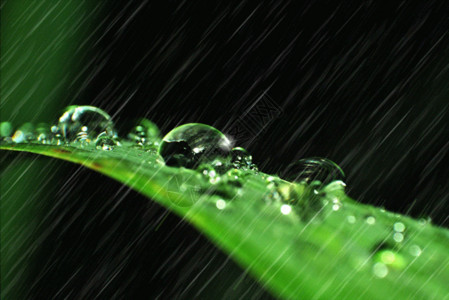谷雨创意海报谷雨绿叶上的雨珠gif动图高清图片