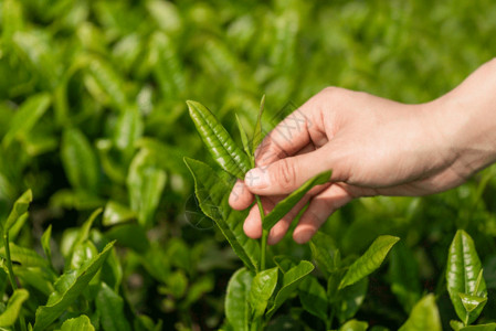 茶叶种植园摄影采茶gif动图高清图片