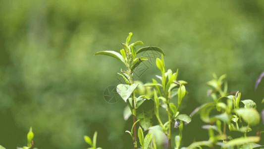 绿色茶叶茶园茶树叶GIF高清图片