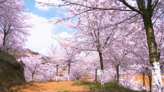 实拍贵州安顺黄蜡樱花园GIF图片