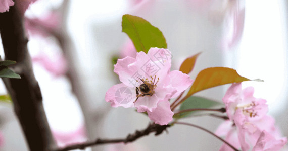 鲜花上蜜蜂蜜蜂采蜜GIF高清图片