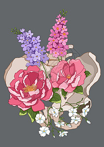 盆骨修复花卉器官骨骼盆骨之花插画