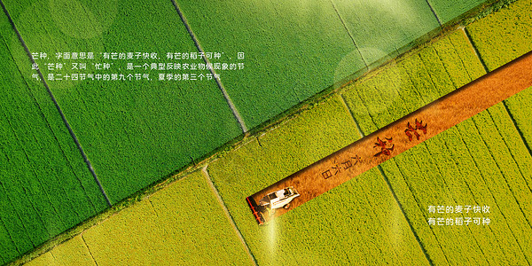 农田背景二十四节气之芒种设计图片
