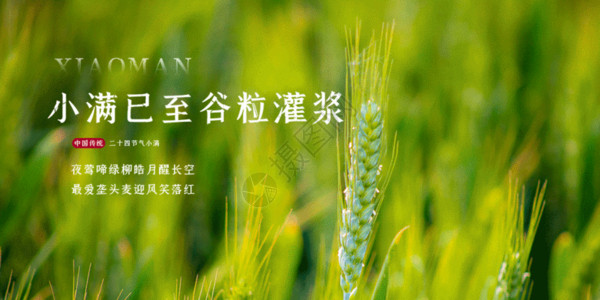 大麦草二十四节气小满横版摄影图海报GIF高清图片