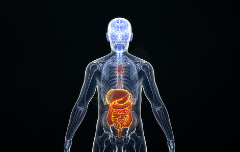 动物肠道人体循环系统模型设计图片