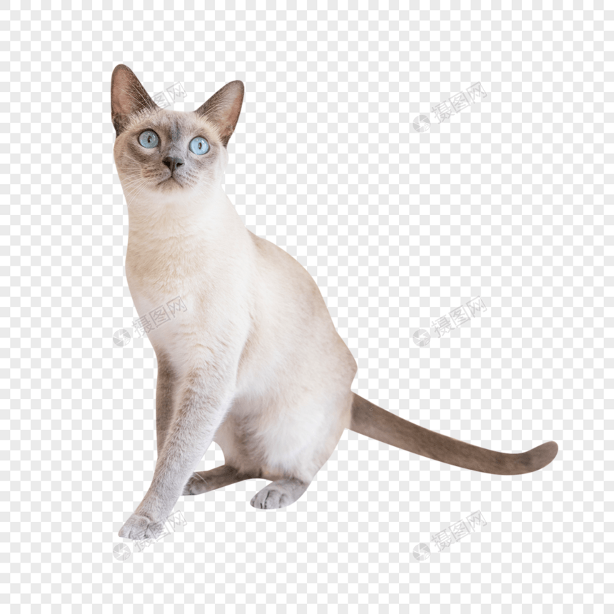 暹罗猫图片