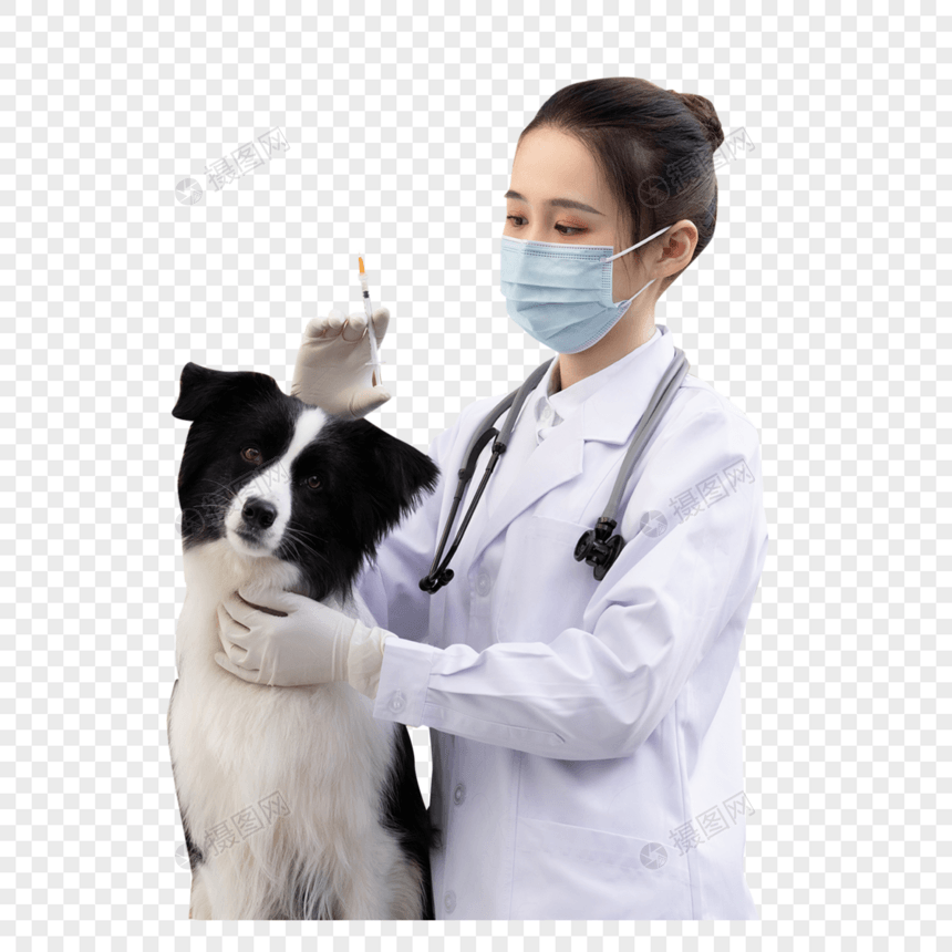 戴口罩的女性宠物医生给牧羊犬打疫苗图片