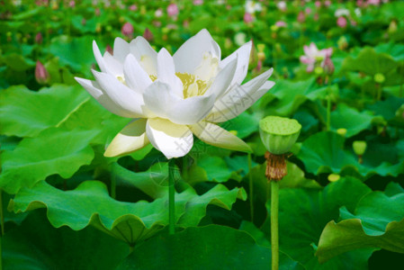 莲花荷花夏至盛开的莲花GIF高清图片