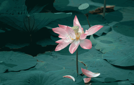 东北亚植物园盛开的荷花gif动图高清图片