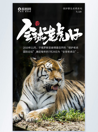 野生动物摄影全球老虎日摄影图海报模板