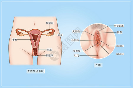 女性生殖系统和外阴医疗插画高清图片