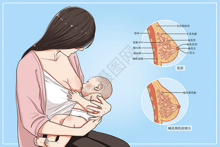 剖面图哺乳母乳喂养医疗插画插画