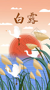 飞翔的白鹭白露节气芦苇荡里的白鹭运营插画开屏页插画