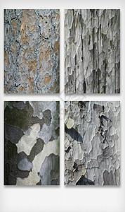 自然斑驳老旧树皮纹理背景图案素材图片