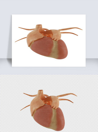 人体3D模型人体器官单体模型设计模板