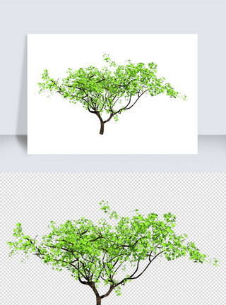 植物免抠绿色草木植物su模型模板