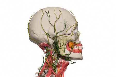 扁桃体肥大颈部淋巴腮腺设计图片