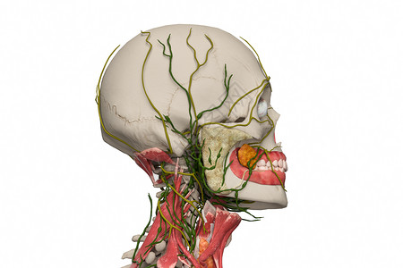 颈部淋巴腮腺设计图片