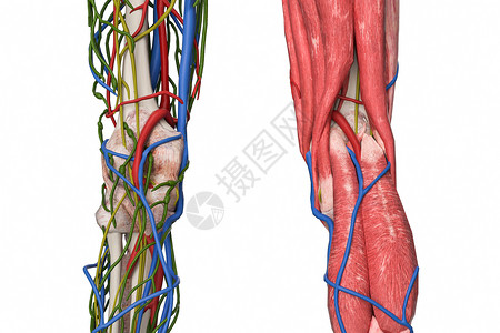 膝痛腘窝淋巴结设计图片