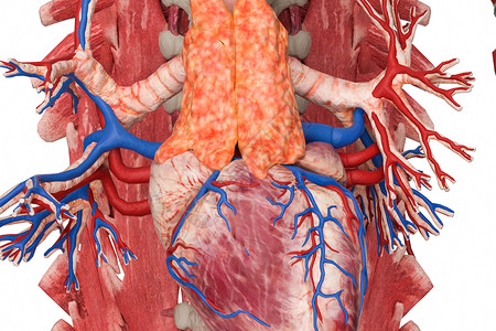 血钙调节胸腺设计图片