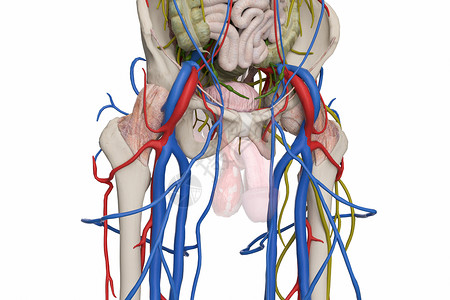 男性盆骨男性性腺睾丸设计图片