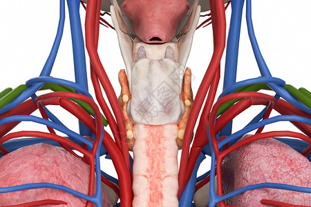 甲状旁腺人体模型骨骼钙高清图片