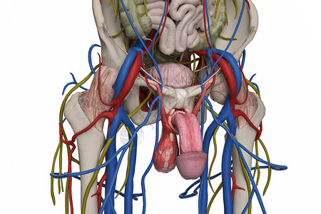 男性盆部男性盆骨高清图片
