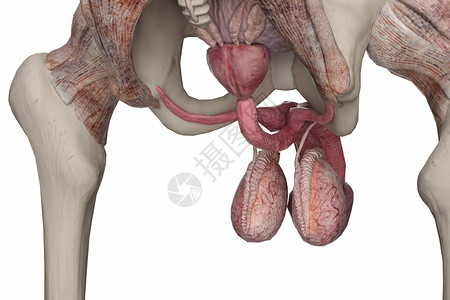 男性前列腺男性盆骨高清图片