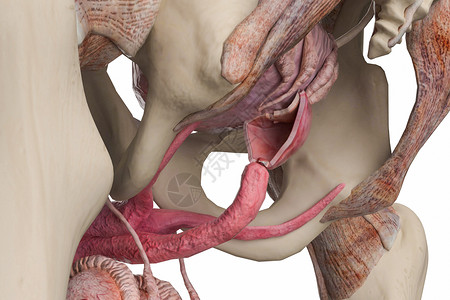男性盆骨男性前列腺截面设计图片