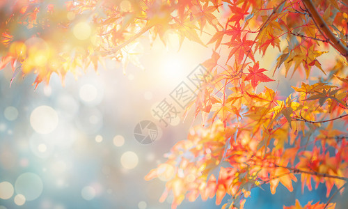 枫叶背景素材秋天背景设计图片