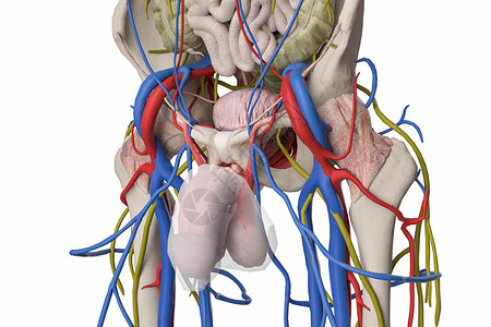 阴茎筋膜阴茎血管分布图高清图片