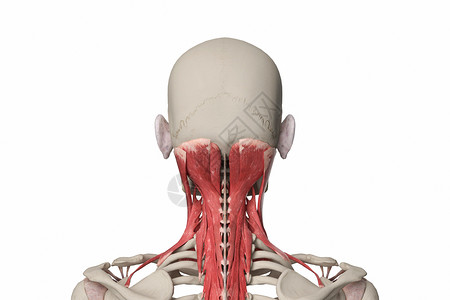 三维头侧屈颈部肌群设计图片