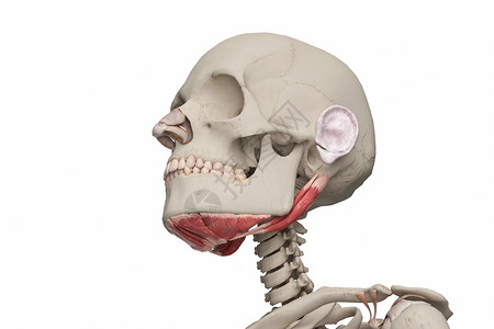 下颌骨压低C4D舌骨高清图片