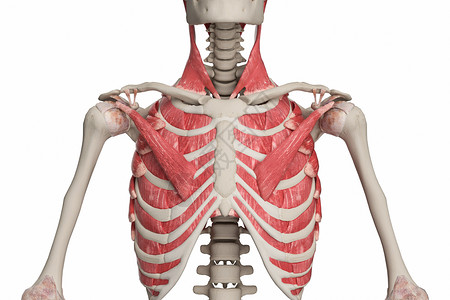 吸气骨骼胸廓高清图片
