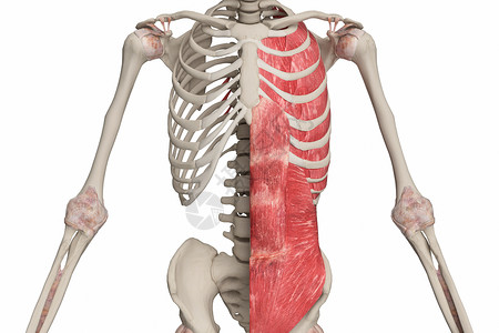 呼气3D腹壁肌高清图片