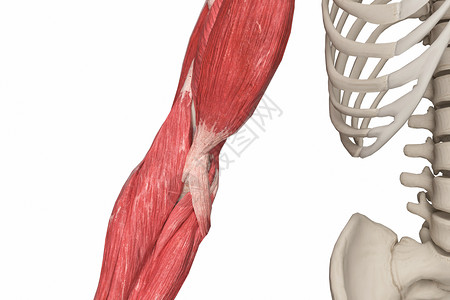 右肱桡肌肘设计图片