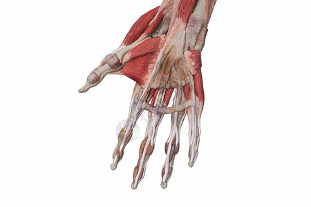 右手蚯状肌手腕和手设计图片