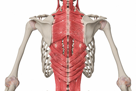 背部浅肌群胸最长肌大菱肌高清图片