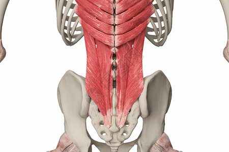 腰髂肋肌腰部浅肌群设计图片